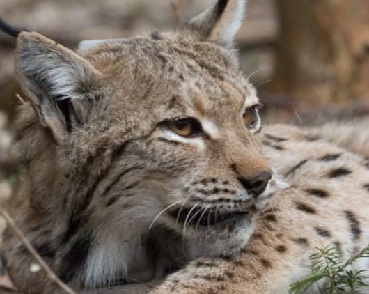 "UNICO BH - 001"  iz Nacionalnog parka Una