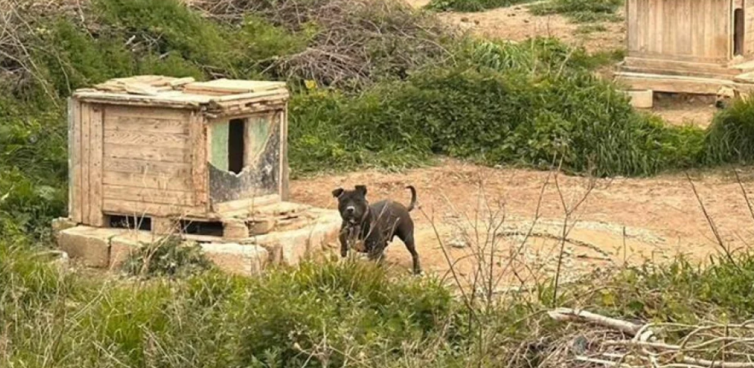 Split: Uhapšen muškarac koji je držao i zlostavljao dva vuka i 67 pasa