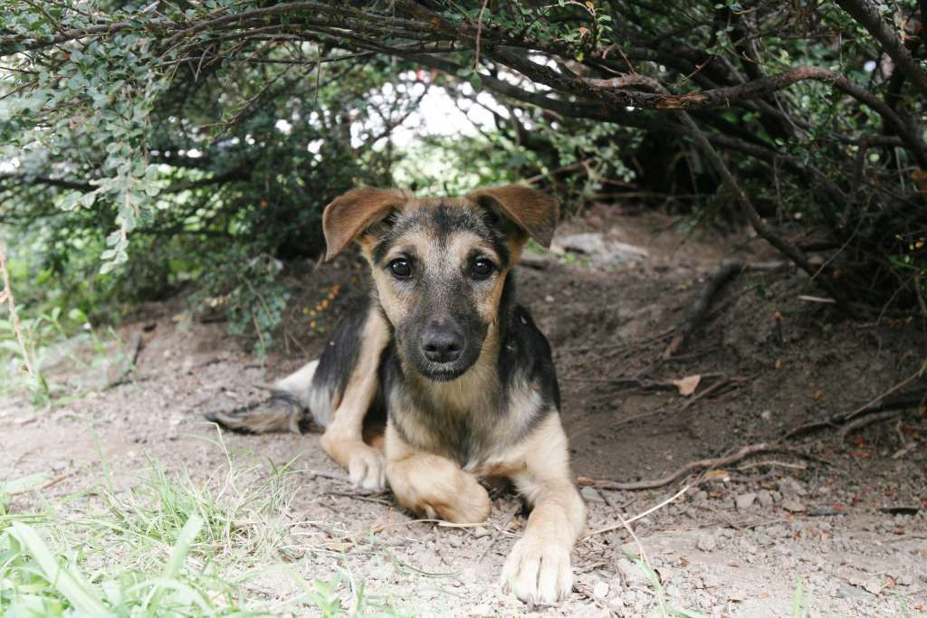 Dogs Trust najoštrije osudio svirepost prema psu u Lukavici, poziv nadležnim za sankcionisanje
