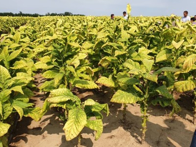 Kratki igrani film "Stigme" o preprodavačima duhana, u režiji Zdenka Jurilja snimljen - slijedi montaža