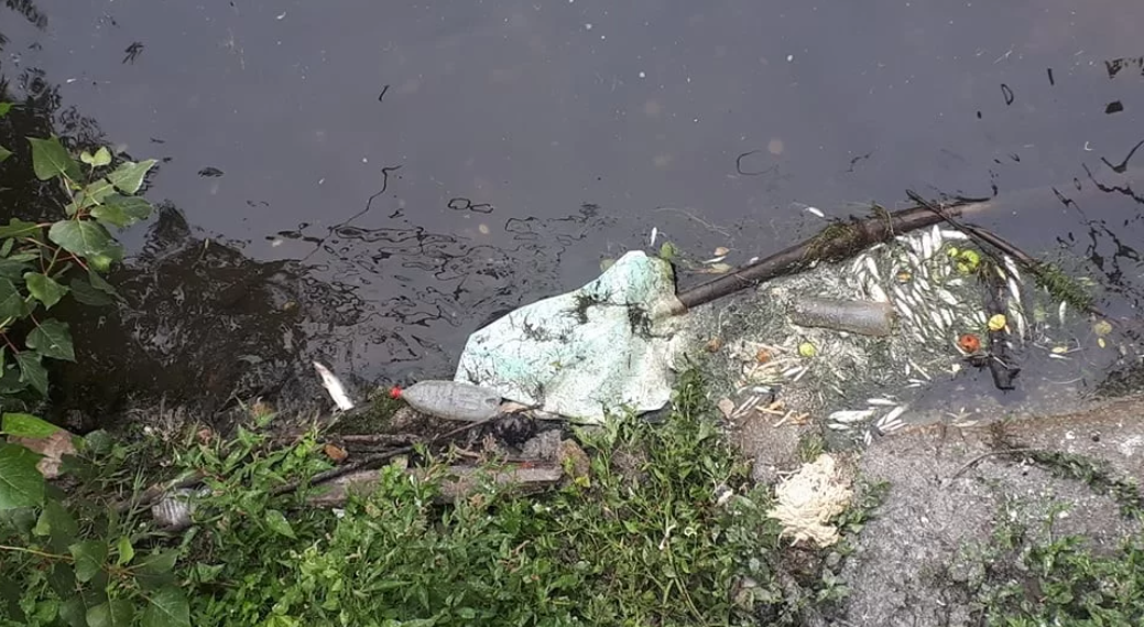 Pomor ribe u rijeci Bosni