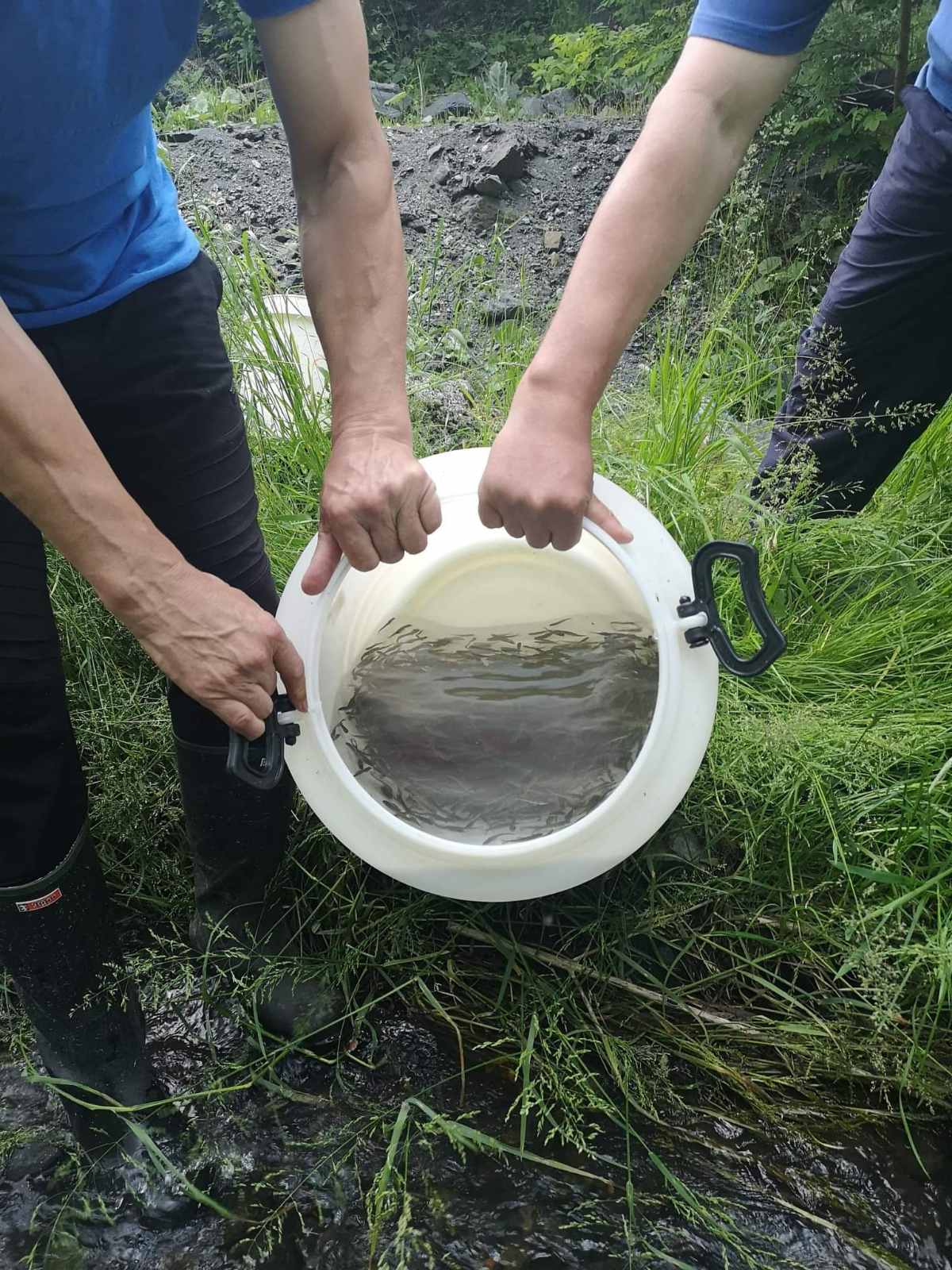 Eko pokret Rijeke BiH 'Budi promjena' poribljavao planinske rijeke u okolici Zenice