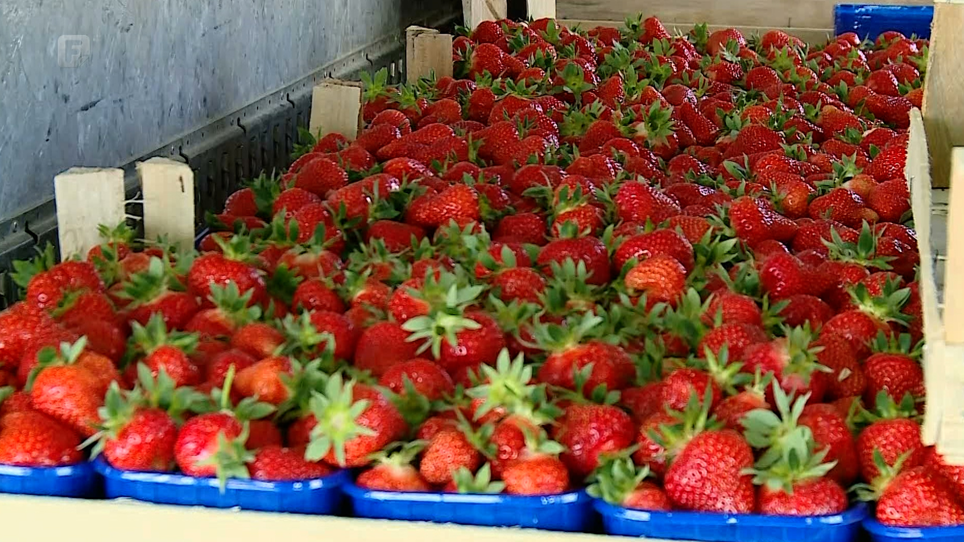 Nadaleko poznate čelićke jagode za bh. tržište ima dovoljno