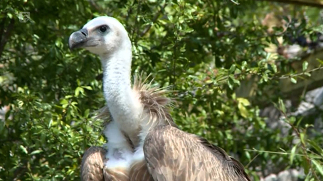 Supovi bez staništa u BiH, posljednje u Blagaju uništeno ljudskim faktorom