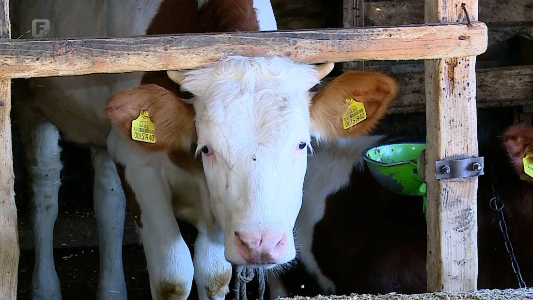 Vlada TK-a podržala mljekare s dodatna dva miliona, cilj sačuvati farme