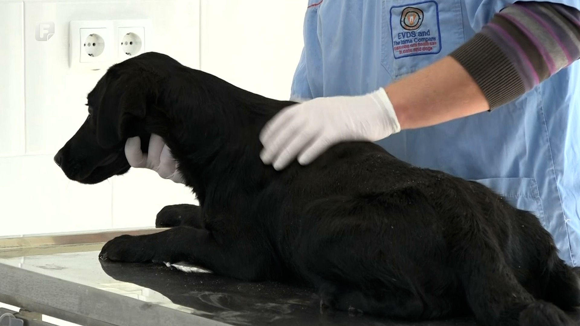 Hiljadita sterilizacija napuštenih pasa u bugojanskoj veterinarskoj stanici