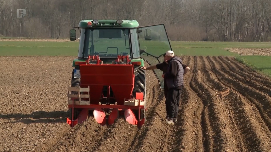 Proizvođači u Janji zasijali 450 duluma industrijskog krompira, stabilna cijena i siguran plasman