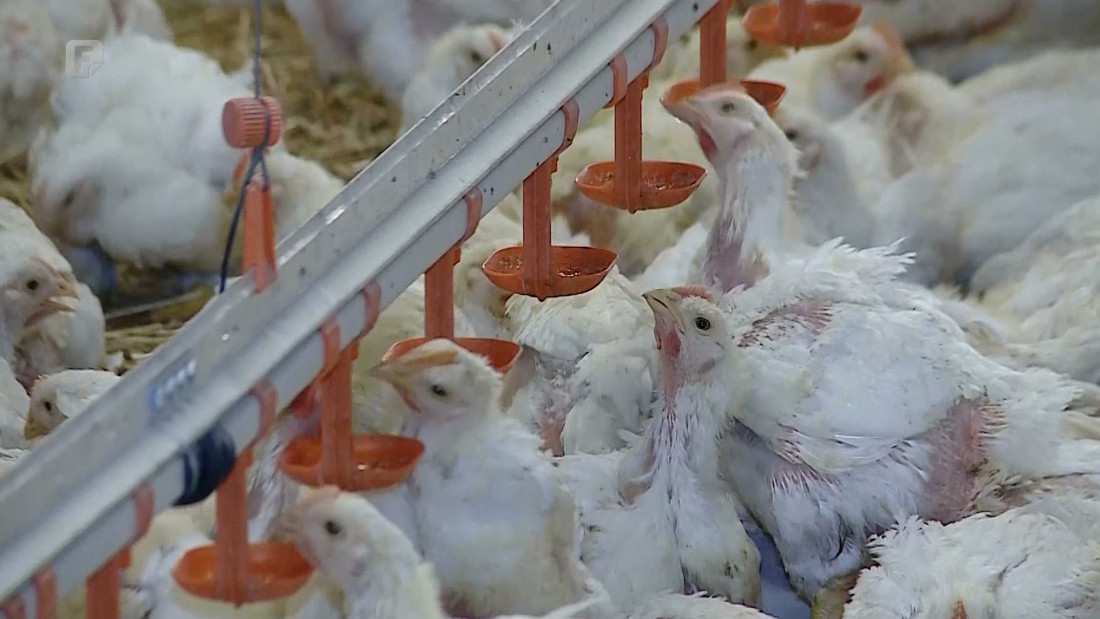 Proizvodnja pilećeg mesa na području TK-a u padu, proizvođači očajni