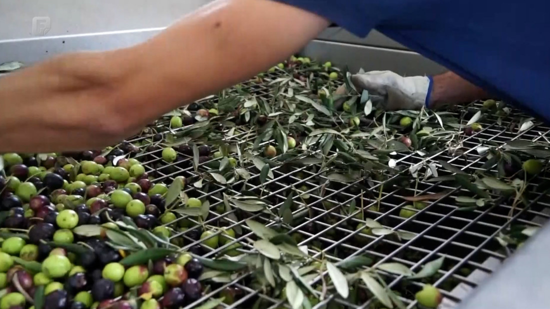 Dani berbe maslina u Hercegovini: Bogat kulturni, zabavni i gastronomski program