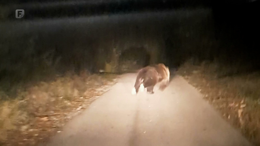 Medvjed gotovo stalni gost na poljoprivrednim dobrima u Gučoj Gori
