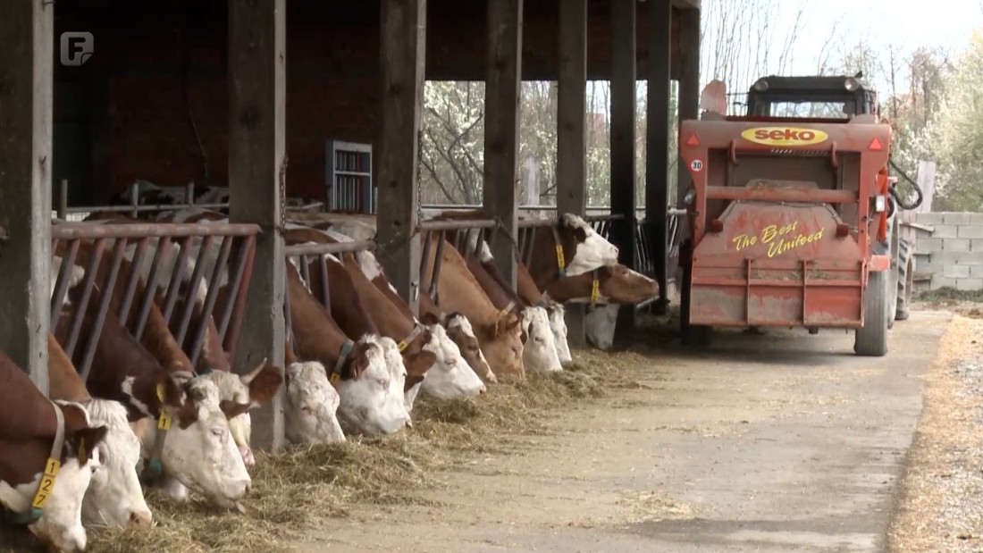 Upozorenje proizvođača: Snižena otkupna cijena mlijeka gasi farme i povećava zavisnost od uvoza