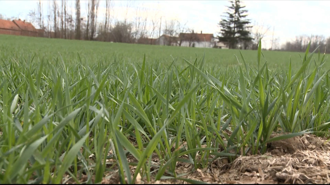 Dobri usjevi, loša računica: Proizvođači strahuju od niske cijene pšenice