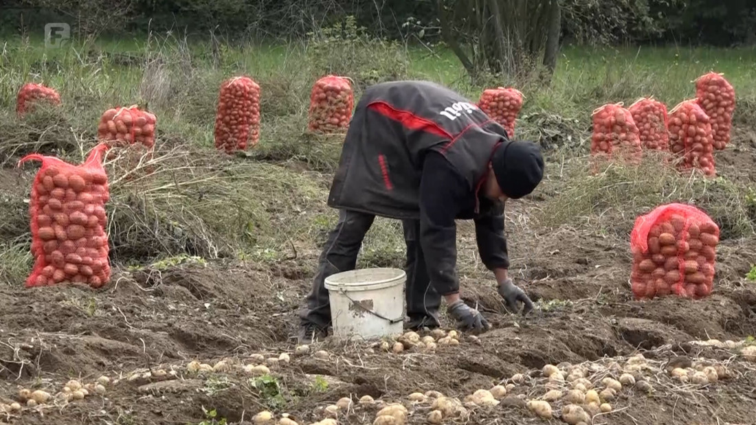 Priča o zaštićenom fojničkom krompiru: Zdravko Cvjetković privodi kraju berbu, urod prepolovljen