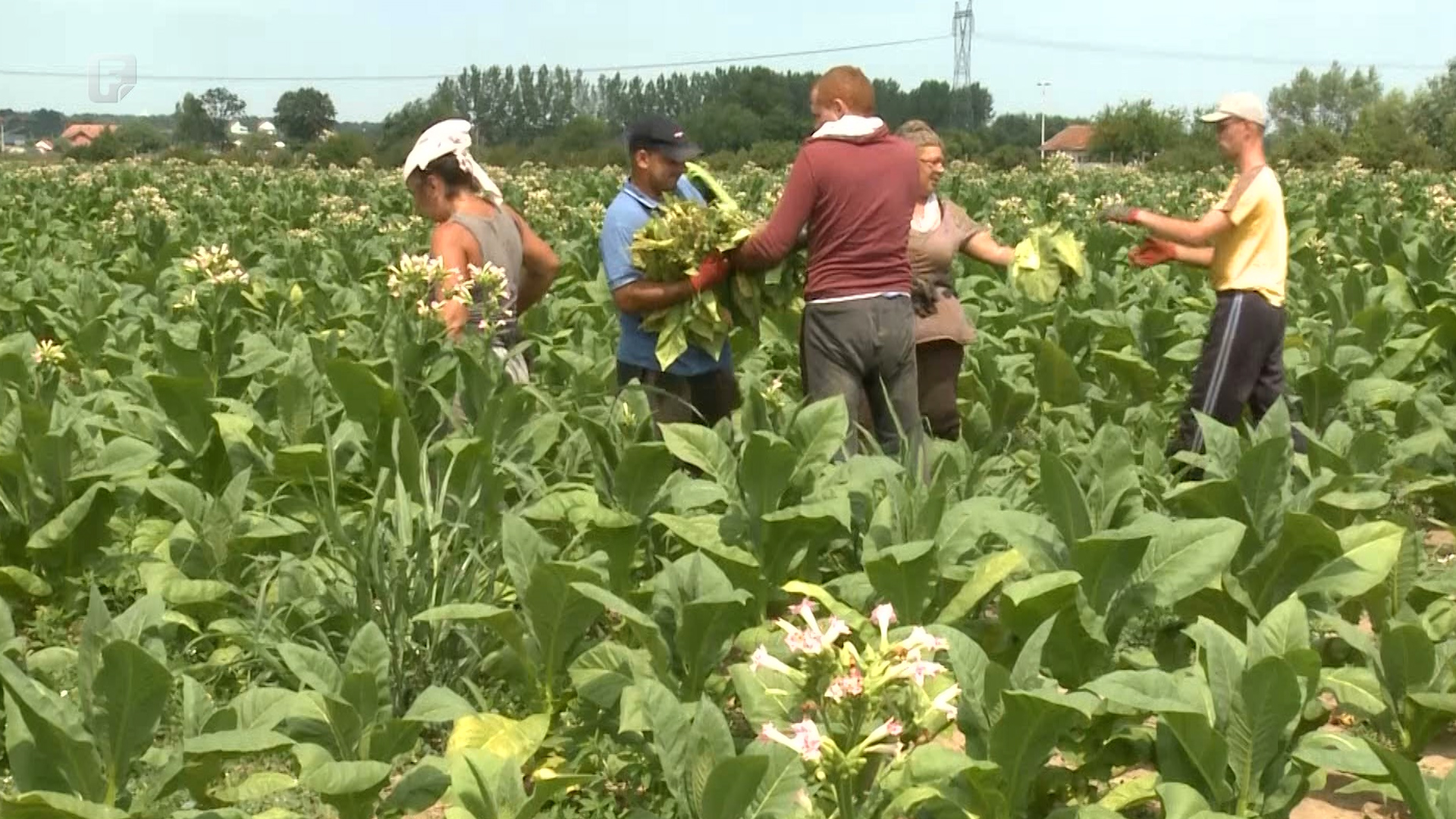 Proizvodnja duhana u BiH bi se uskoro mogla ugasiti