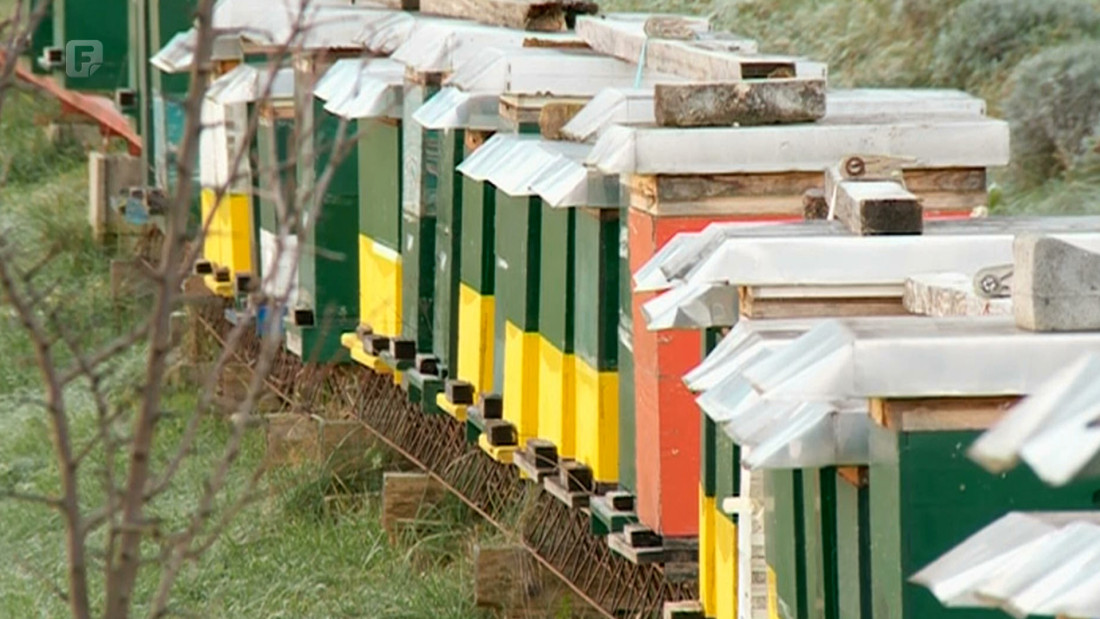 Visoke temperature bi mogle uzrokovati pomor pčela