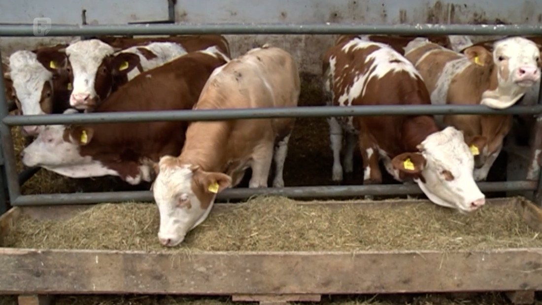 Mljekari iz ZDK-a izborili povećanje premija i nastavak otkupa