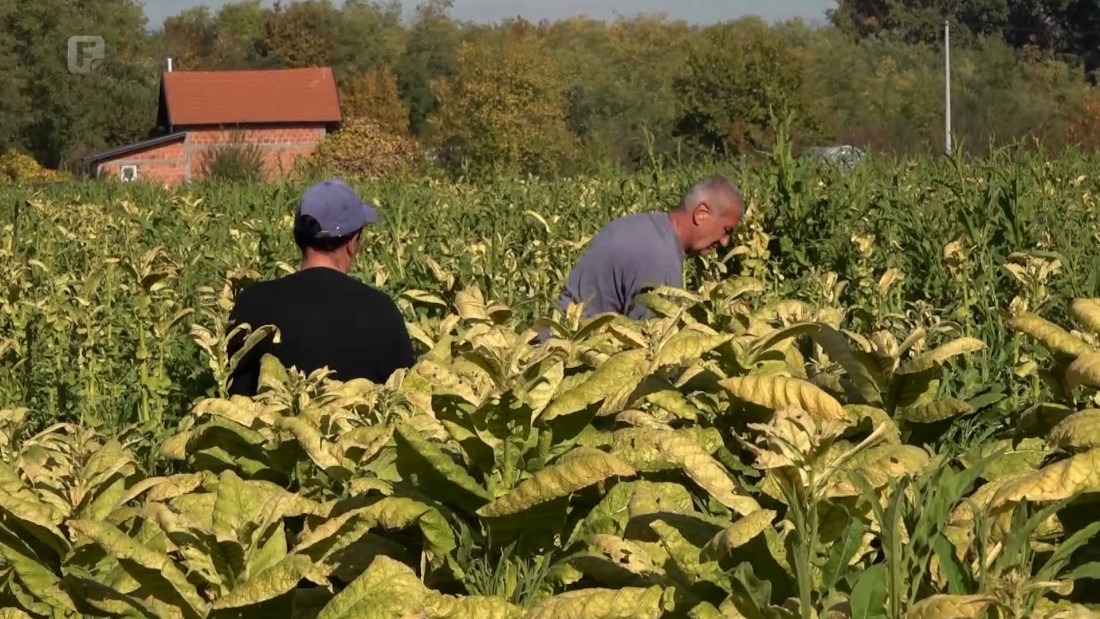 Niske otkupne cijene, visoki troškovi: Proizvodnja duhana u BiH pred gašenjem