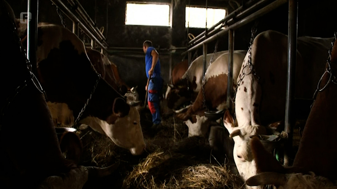 USK, vodeći u proizvodnji mlijeka u BiH, smanjuje proizvodnju za 20 posto