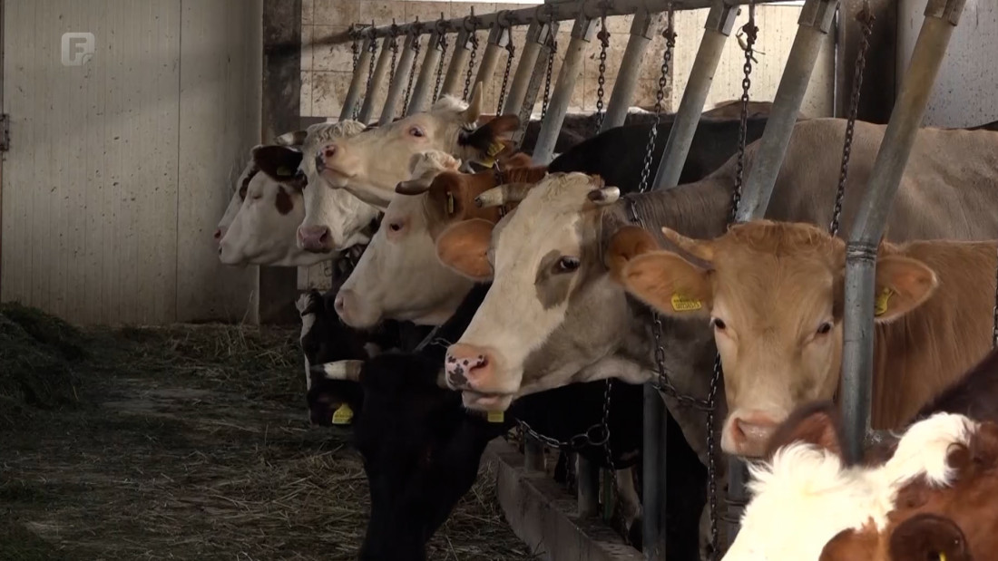 Udruženje proizvođača: Poskupljenje mlijeka je lov u mutnom