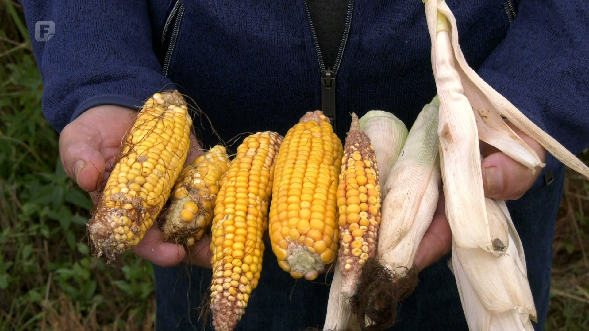 Bez podrške upitna jesenja sjetva u Odžaku