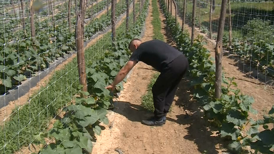 Potpisano pet ugovora za kooperantsku proizvodnju kornišona u USK-u