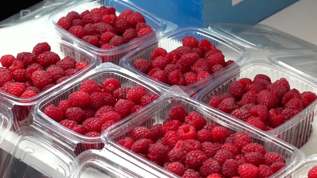 Proizvodnja maline u stagnaciji, ali i dalje ključna za ekonomiju Bratunca