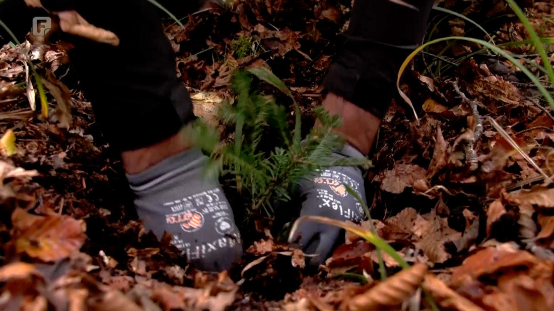 USK: Uposlenici Ministarstva u akciji pošumljavanja