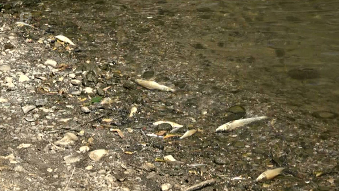 Uginule ribe i dalje plutaju rijekom Bosnom - građani uznemireni, rezultata analize još nema