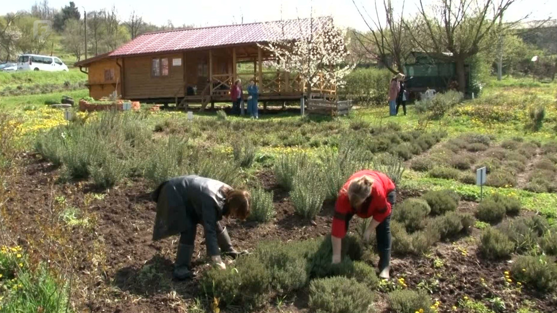 Žene žrtve rata i nasilja u Tuzli podršku pronalaze u hortikulturalnoj terapiji