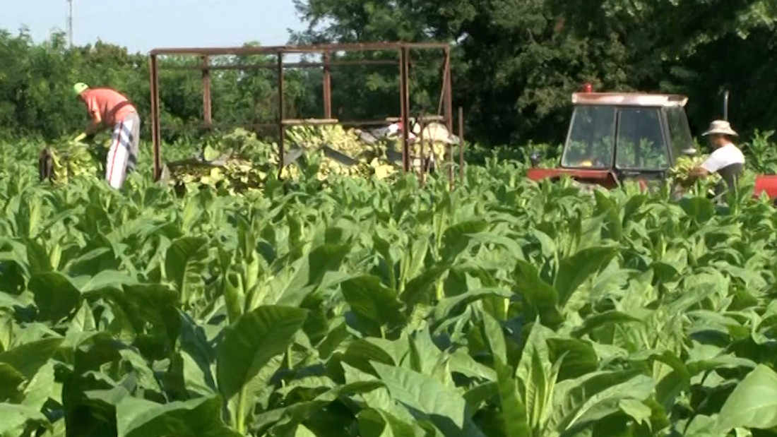 Proizvodnja duhana u BiH odavno na izdisaju, neophodni veći podsticaji