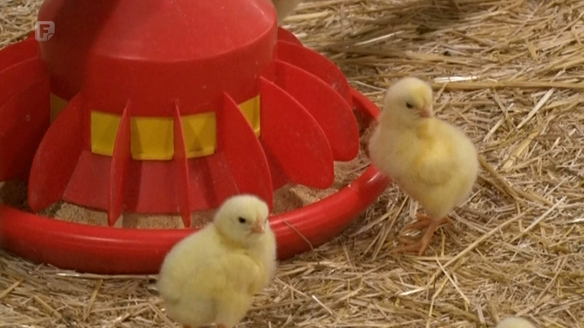 Zbog izostanka poticaja peradarski sektor na izdisaju