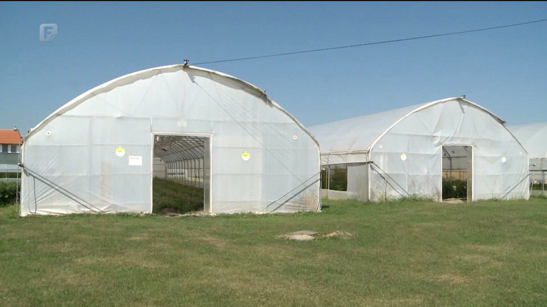 Socijalno poduzeće Agroplan osnovano s ciljem ekonomskog jačanja romske zajednice