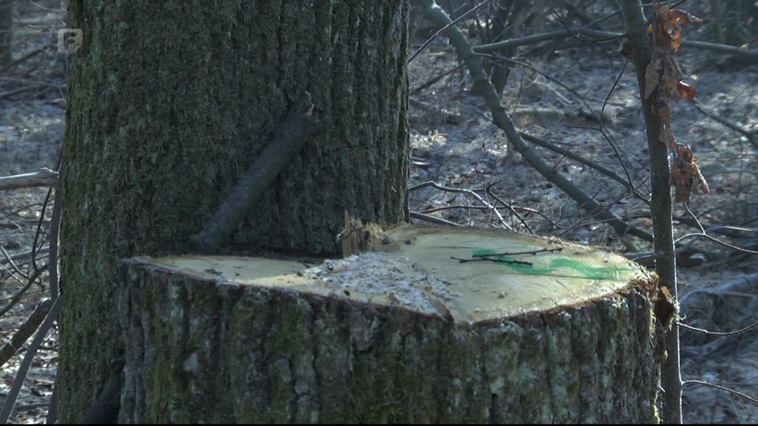 Šumske krađe na području Brčko distrikta sve učestalije