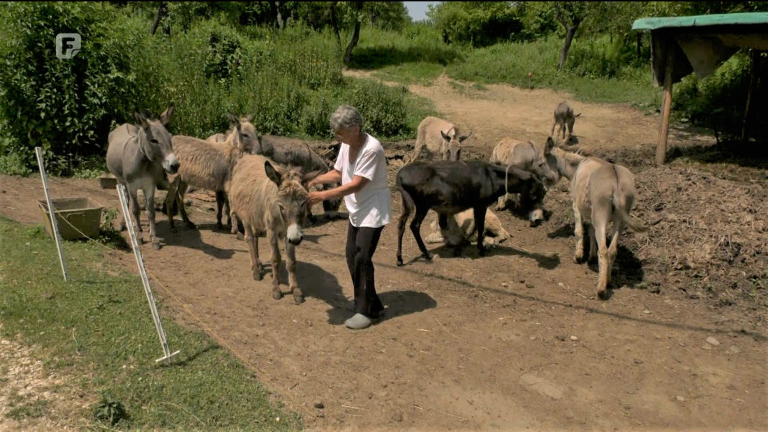 Oaza mira: Život s magarcima i ljekovitim mlijekom u selu Drenovac