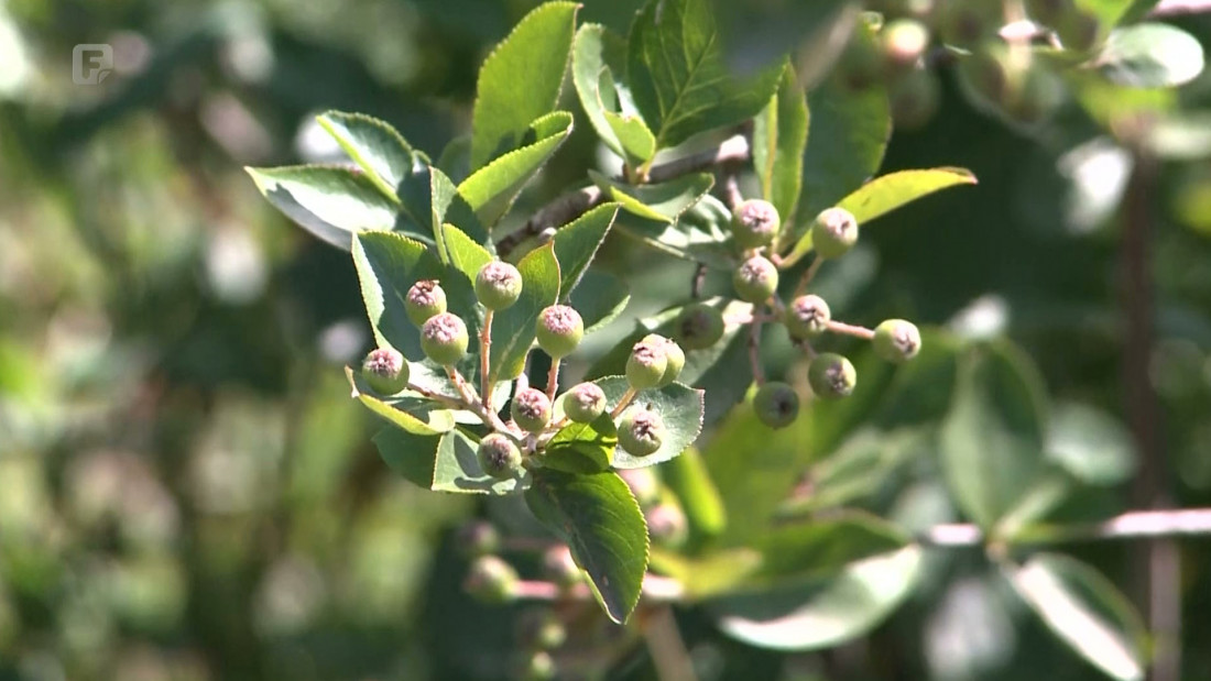 Sve više proizvođača u Semberiji zainteresirano za aroniju