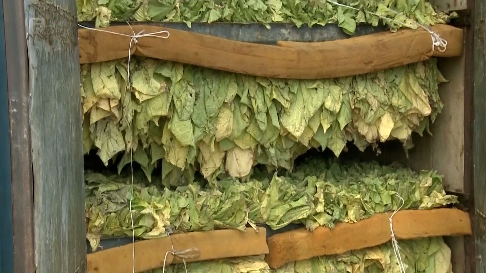 Gasi se proizvodnja duhana na području Semberije i Posavine