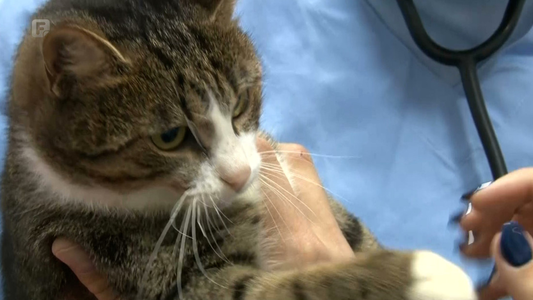 Šta je sve potrebno za siguran prelazak ljubimaca preko granice?