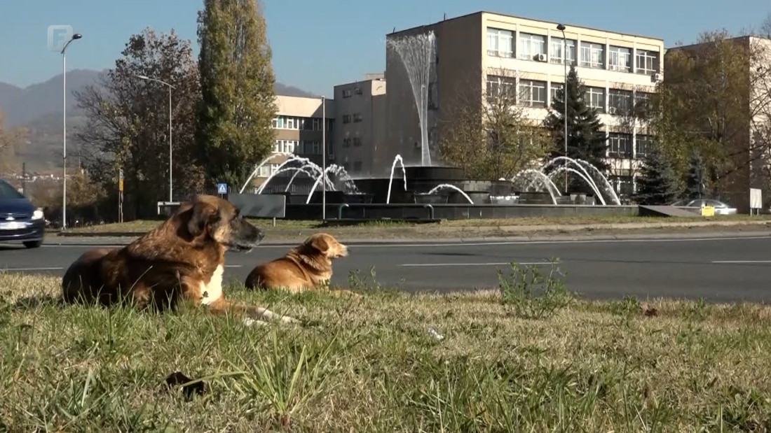 Sve više napada pasa lutalica u Zenici, azil pun, građani u strahu