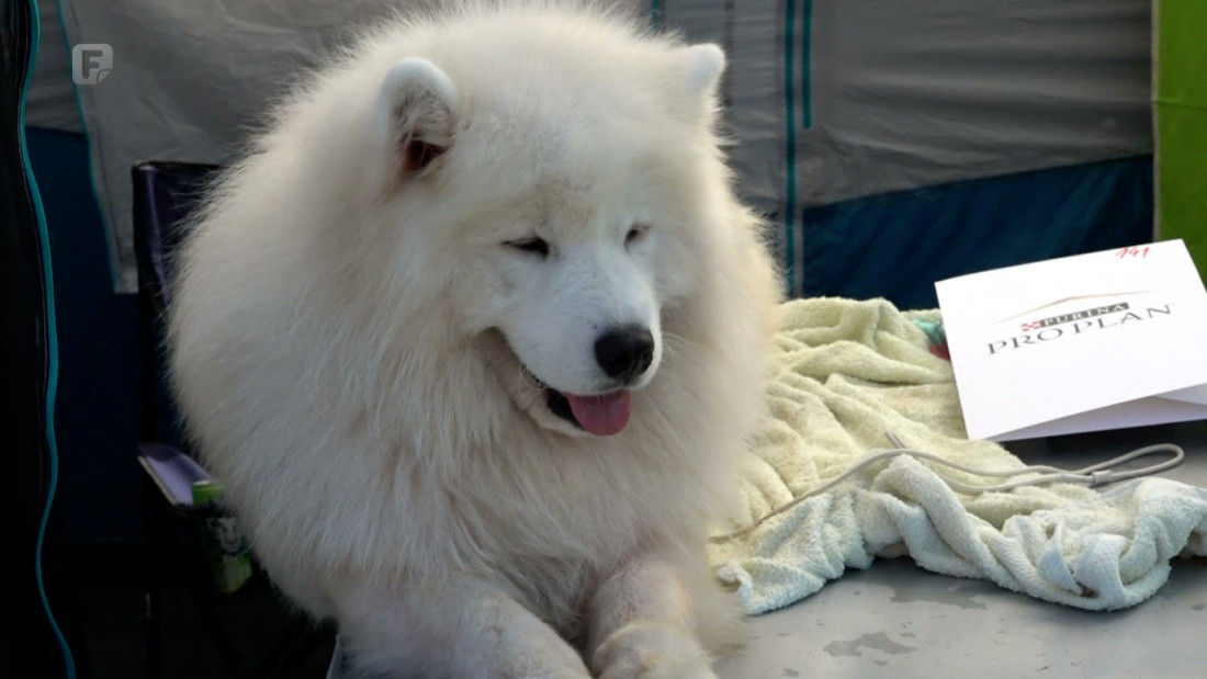 U Bijeljini održana državna i međunarodna izložba pasa