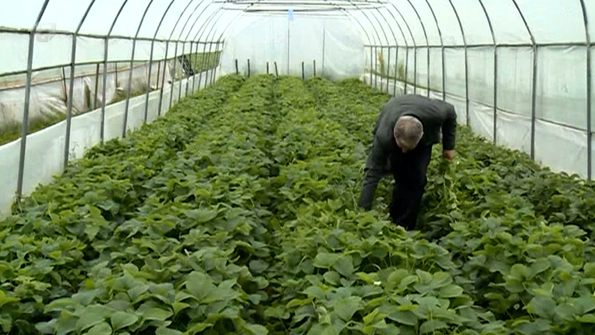 Vlada ZDK-a prva isplatila poticaje za proljetnu sjetvu za svojih 350 proizvođača