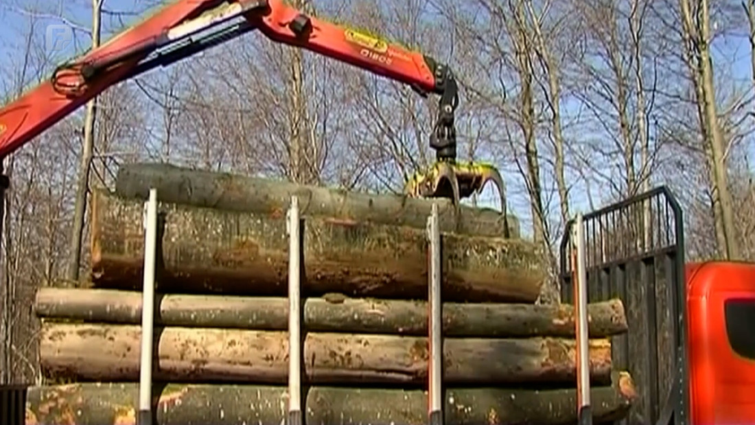 Transparency International BiH: Politika zarobila upravljanje šumama