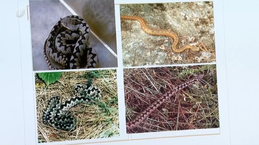 Poskok je najopasnija zmija u Europi: Kako ga prepoznati i izbjeći opasnost