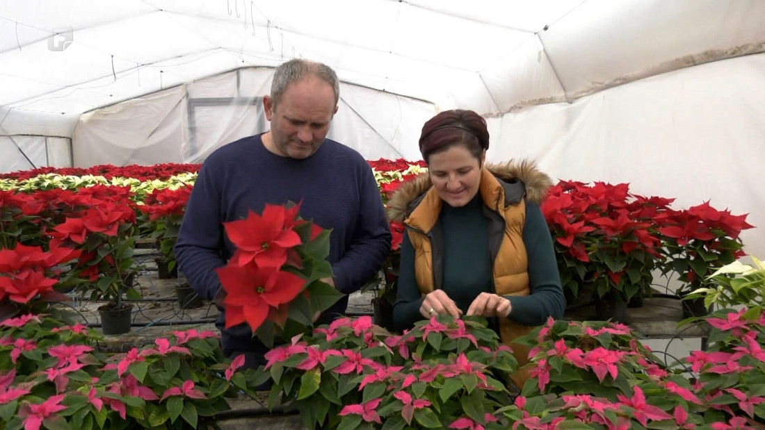 Obiteljski posao koji cvjeta: Lucići svake zime uzgoje tisuće božićnih zvijezda