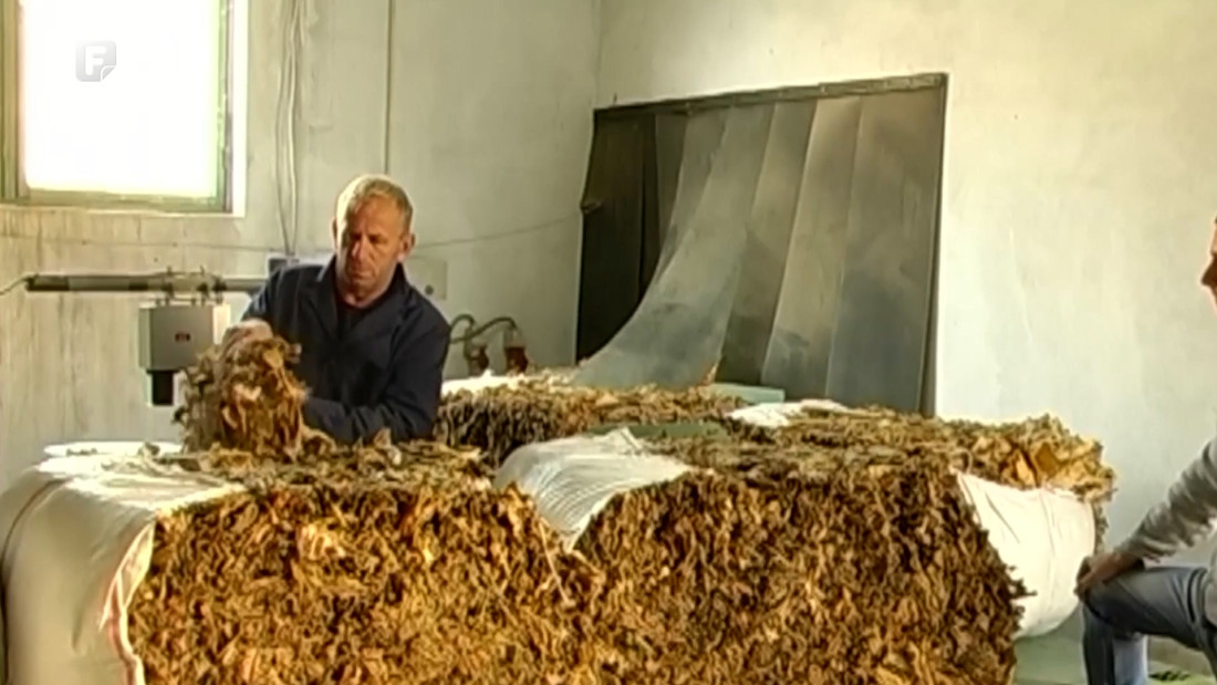 Završena sezona duhana, proizvođači traže veću podršku za opstanak