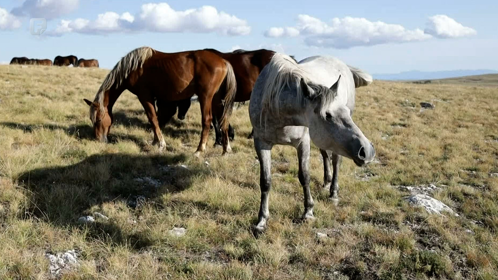 Livanjski divlji konji traže vodu uz cestu: velika atrakcija, ali i nevolja