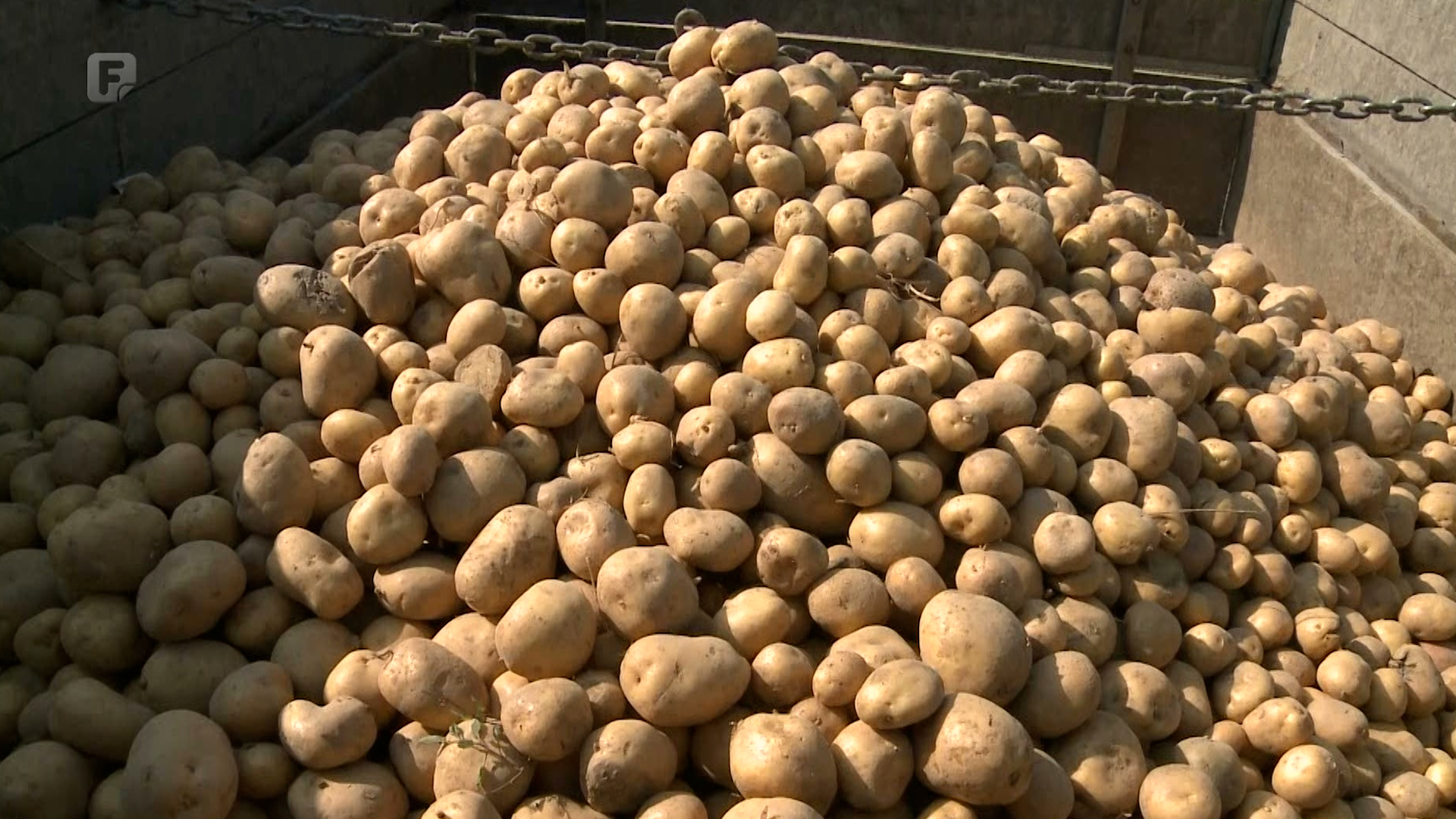Loša cijena i slab plasman konzumnog proizvođače opredijelili na uzgoj industrijskog krompira