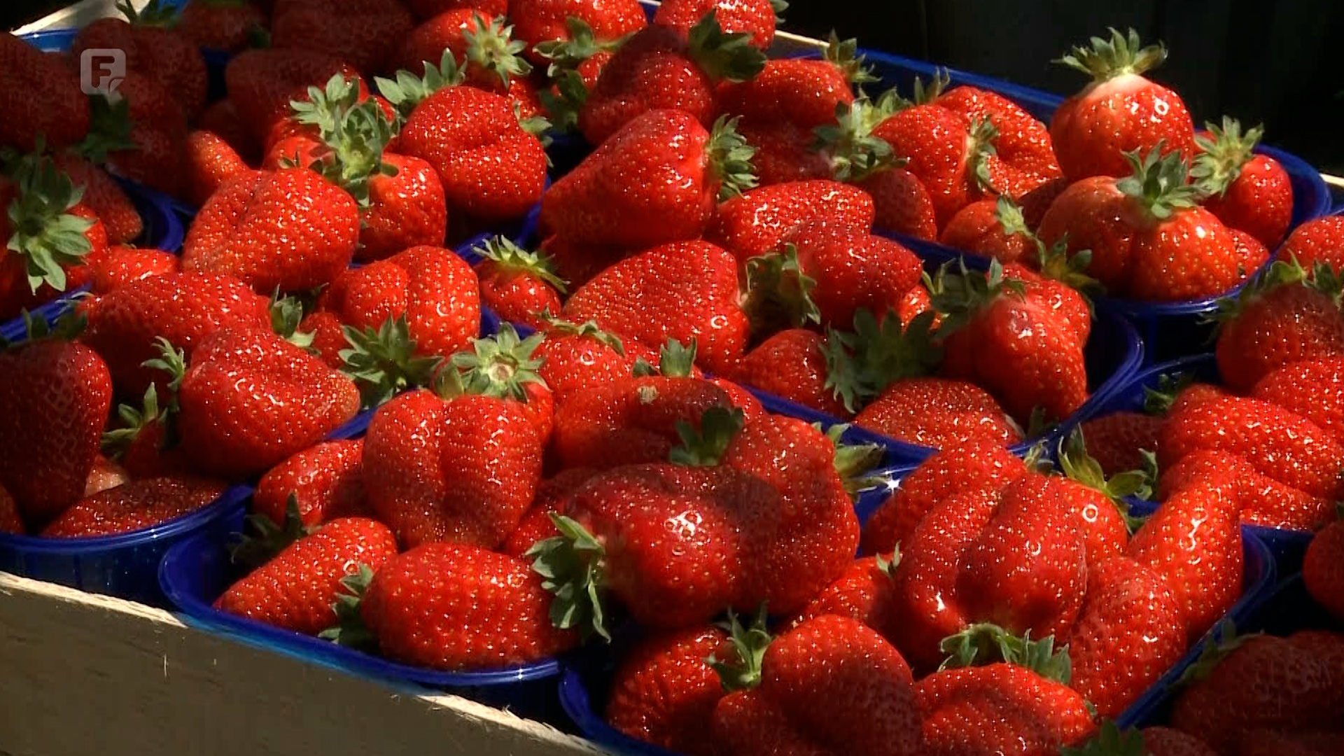 Proizvođači jagoda u Koraju zadovoljni prinosom, fali im berača