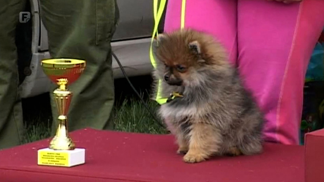 U Bijeljini održana izložba pasa