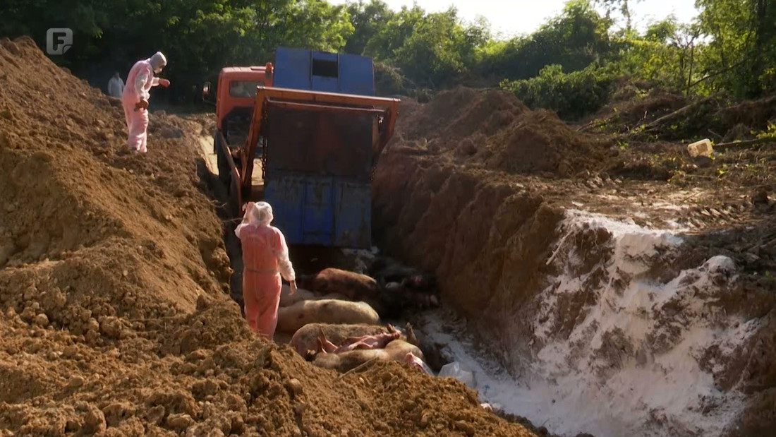 Milionske štete od afričke kuge svinja izazivaju paniku među farmerima