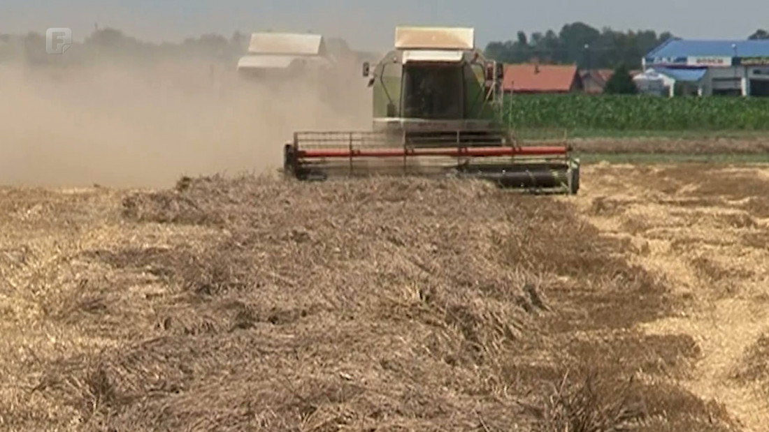 U Semberiji pali prvi otkosi - počela žetva hljebnog žita